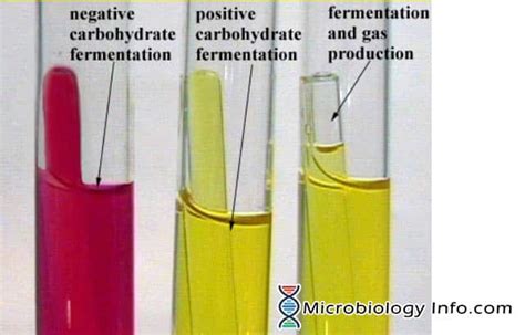 carbohydrate fermentation broth|Phenol Red Fermentation Test .